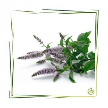 Pfefferminzblätter Extrakt CO2 BIO 10 ml